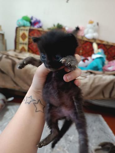 новорождённые котята: Кошка даром: Беспородная, 1 месяц, Мальчик, Приучена к лотку — 2