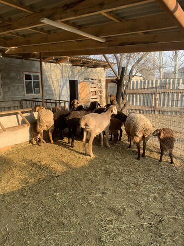 баран: Продаю | Овца (самка), Ягненок | Арашан