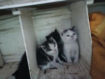собака хаска: Котята, помёт из трёх малышей. - Окрас: бело-серый с пятнами — 1