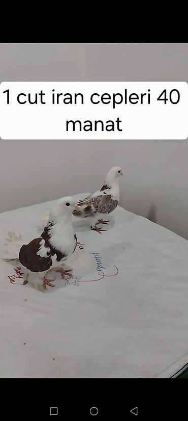 Göyərçinlər: Məhsul: göyərçinlər - Erkək “goy boyun” göyərçin – tutulma. Ağ — 18