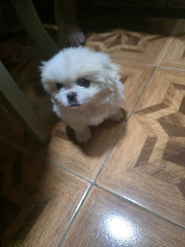 İtlər: Pekines, 2 ay, Dişi — 27