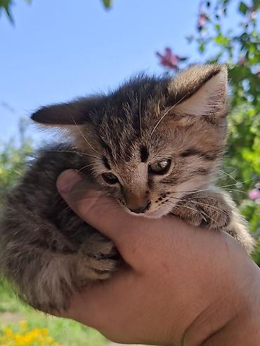 котят ош: Отдам котят. 3 мальчика 3 девочки. котятам 2 месяца, кушают сами уже — 4