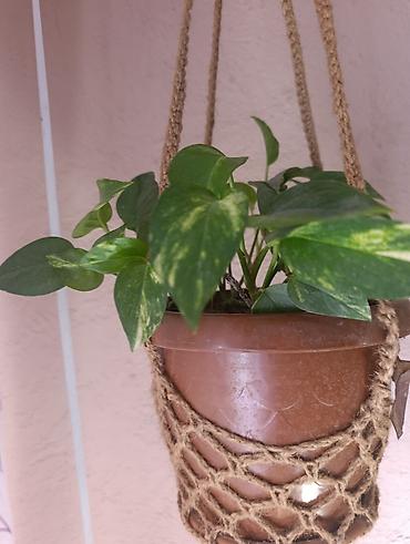 Эпипремнумы и сциндапсусы: Эпипремнум - Разновидности: зелёно-пёстрые формы (золотистая и — 2