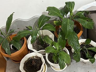 Комнатные растения: Спатифиллум (Spathiphyllum) — комнатные растения в горшках. 5 шт — 3