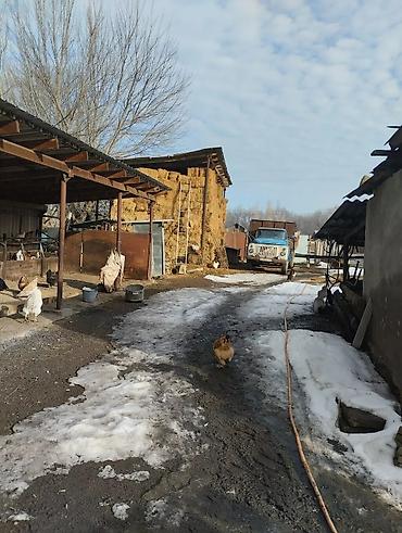 Продажа коттеджей и домов: Продается дом общей площадью 100кв на участке 38соток.Дом на два — 8