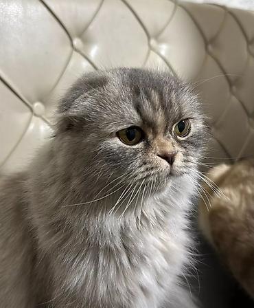 мышык кара балта: Британские короткошёрстные кошки, окрас лиловый (British Shorthair — 5