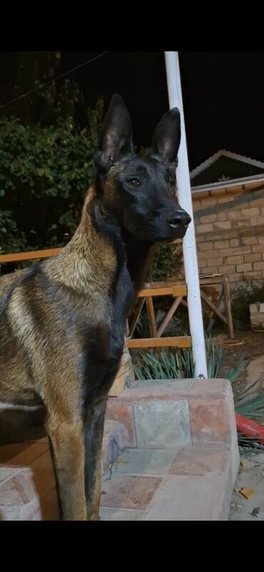 İtlər: Belçika çoban iti, Dişi, Peyvəndli — 9