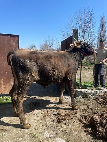 Коровы, быки: Продаю | Бык (самец) | На откорм | Племенные at lalafo.kg — 26 Коровы, быки: Продаю | Бык (самец) | На откорм | Племенные — 26