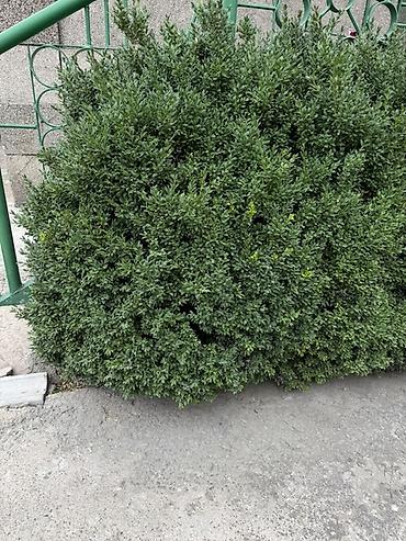 молочай миля: Самшит вечнозелёный (Buxus sempervirens) — взрослые кусты для живой — 2