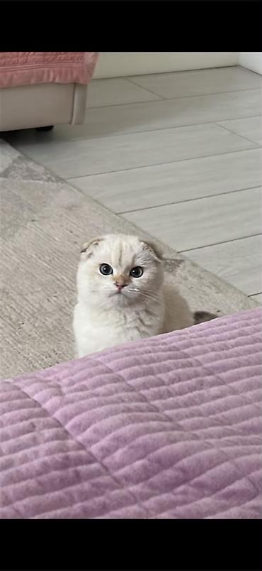 Үй жаныбарлары: 🐾 Ищем котика для будущей вязки 🐾 Наша кошечка — скоттиш-фолд, сейчас — 1