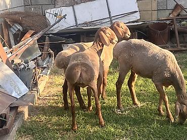Животные: Продаю | Ягненок | Гиссарская | Для разведения | Ярка — 3