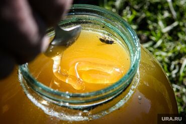 домашние полуфабрикаты: Продаю мёд отличный домашний Токтогульский. Есть документ качество