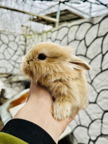 karlik dovsan: Salam🖐🏻. 🎁 Ad günlerinde bayram ve xüsusi günlerde Hediyye seçiminde