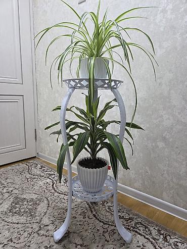 фито стена: Полка, этажерка для цветов, Новый, Железо, Самовывоз — 4
