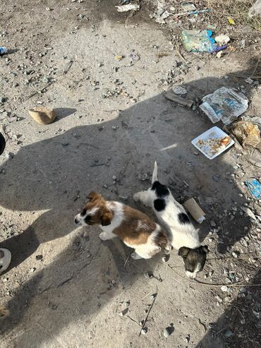 Собаки: По просьбе ⬇️⬇️⬇️ Обнаружили на улице щенят. Буквально вчера их тут