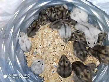 Gəmiricilər: Cunqariklar əl siçanı ev xamyakları dünyada ən balaca və dişləməyən — 3