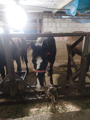 Лошади, кони: Продаю | Жеребенок | Рабочий — 11