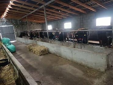 Коровы, быки: Продаю | Бык (самец) | На откорм | Привязанные — 8