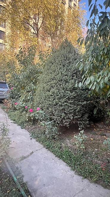 Ель голубая (Picea pungens) - Вид: декоративная голубая ель с