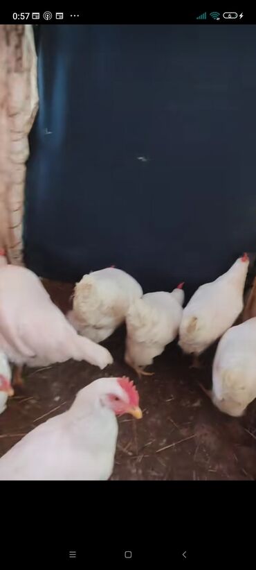 чау чау цена в баку: Liqorin mayalı yumurtaları