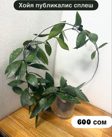 Хойи: Хойя (Hoya) - Хойя публикалис сплэш –Цена: 450 сом. - Хойя Мередити — 1