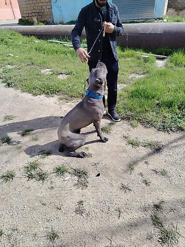 cane corso yavru: Kane-Korso, 10 ay, Erkək — 6
