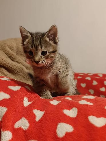 Отдам даром кошку: Котята девочки мальчики 1,5 месяца (серые мальчики, чёрно-белым — 25