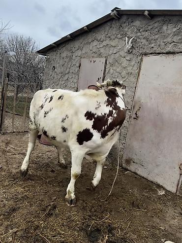 Inəklər, öküzlər: Simmenatlla ivanofka mələzi düyə satılır. Buzovluğundan məndədir.Öz — 8