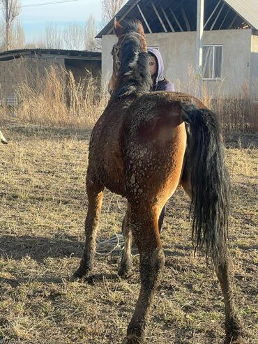 Лошади, кони: Продаю | Кобыла (самка) — 5