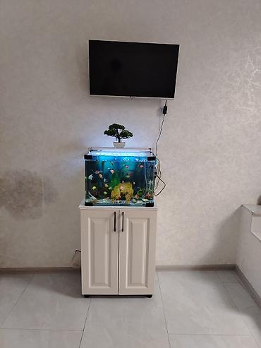 beta balığı qiymət: Dördbucaq akvarium, Balıqlarla birlikdə, 70 l, Ödənişli çatdırılma, Rayonlara çatdırılma, Ünvandan götürmə — 6