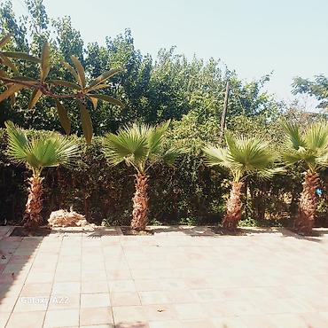 iran xurması ağacı: Washingtonia filifera dekorativ xurma ağacları - Növ: Washingtonia — 2