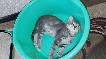 плас крес: Дам хороший руки кота — 2