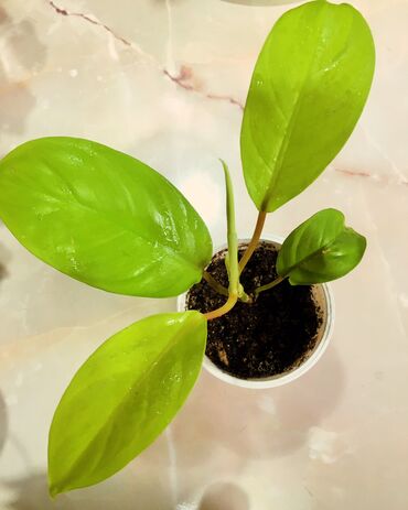 сансевьера комнатное растение: Комнатные растения