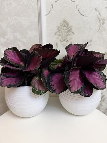Калатея розеопикта (Calathea roseopicta) в декоративном кашпо. -