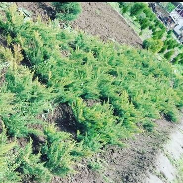 Декоративные деревья: Саженцы деревьев: Туи — 24