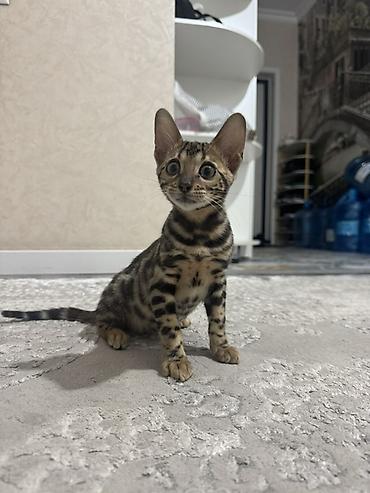 кошка манас: Бенгальские котята с ярким розеточным окрасом - Порода: бенгальская — 4