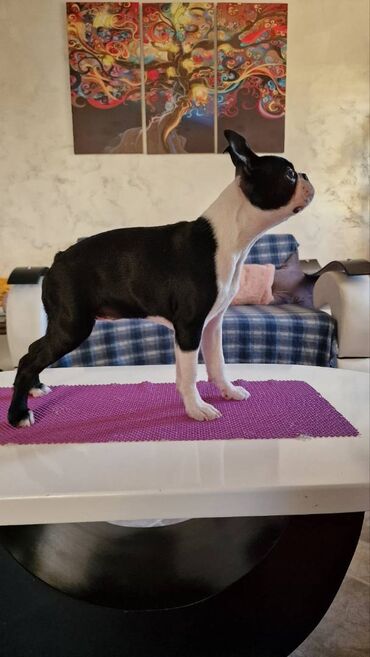 kreveti za pse novi sad: Boston terijer ženka Boston terijer prelepa ženka izložbenog