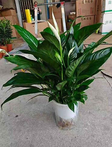 Женское счастье (Спатифиллюм): Спатифиллум (Spathiphyllum), крупное комнатное растение - Эффектный — 5