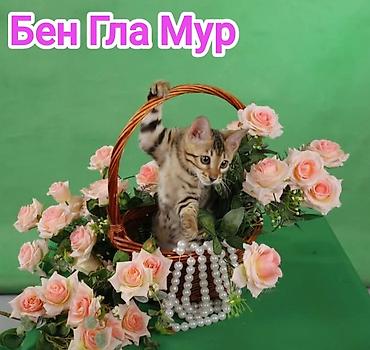 Продажа кошек: Бенгальская, 2 месяца, Девочка, Приучена к лотку, Проглистована, С документами — 6