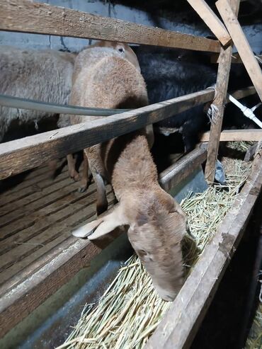 Бараны, овцы: Продаю | Овца (самка) | Для разведения | Матка — 7