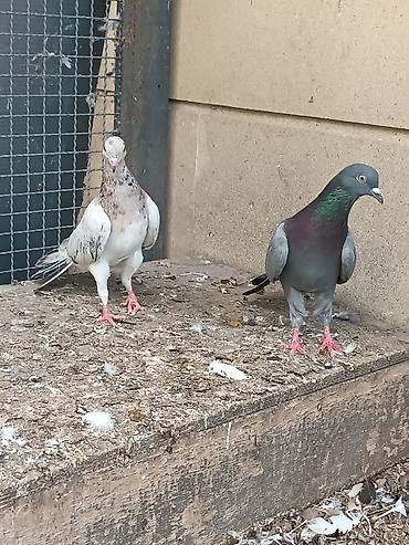 sumqayıt goyərcin: Cütdülər qəşəng stoykaları var. hündür uzun quşlardı. uçuşları da var — 3