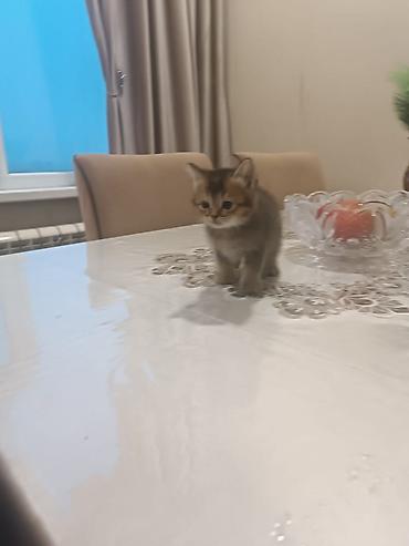 Pişiklər: Britan — 7