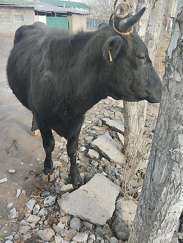 Коровы, быки: Продаю | Корова (самка) | Для молока | Привязанные — 9