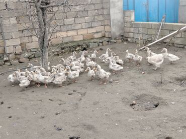 Ördəklər: Dilli ordekler — 7