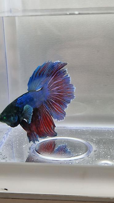 Betta (Petuşok balığı), Yırtıcı, Pulsuz çatdırılma