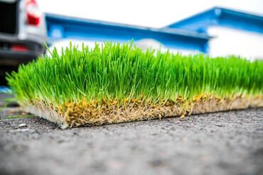 трава для животных: Зелень и микрозелень, Микрозелень