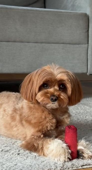 qurbanlıq heyvanlar: Maltipoo itinləri üçün yumşaq trikotaj başlıq – çiçəkli model — 4