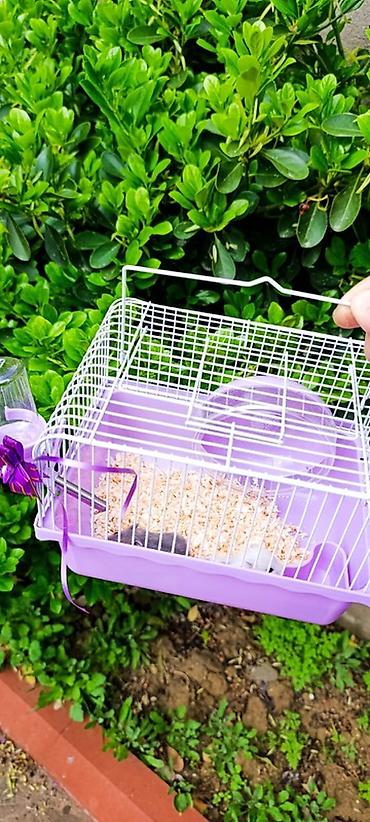 yulaf satışı: 1əd Qəfəs 20m 
hamster 10m dəst satılır — 1