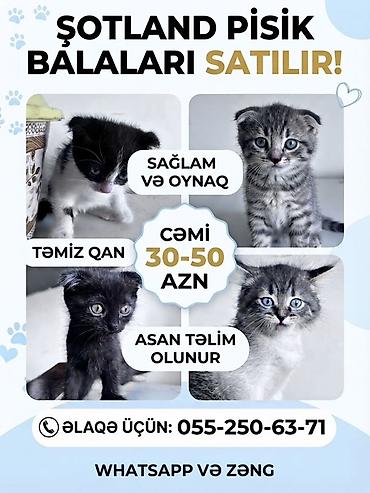 Şotland lalafo.az -da Şotland