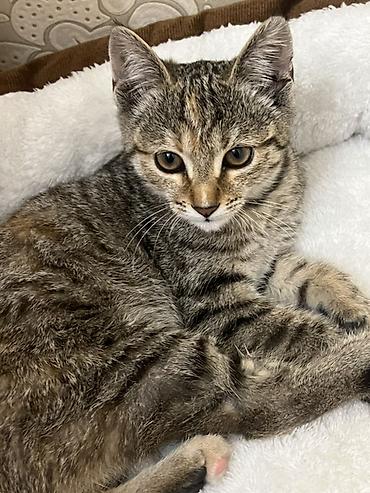 вещи для кота: Кошка даром: Беспородная, Девочка, Приучена к лотку — 2